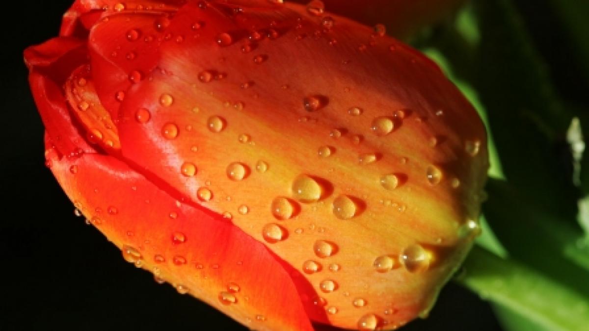 O floare