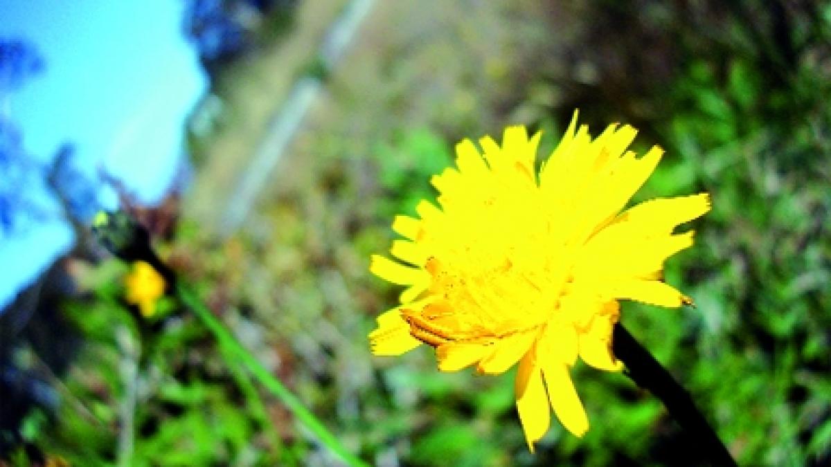 Detoxifierea blândă a organismului