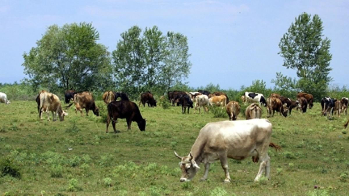 Vacile se descurcau    greu cu limba rusă