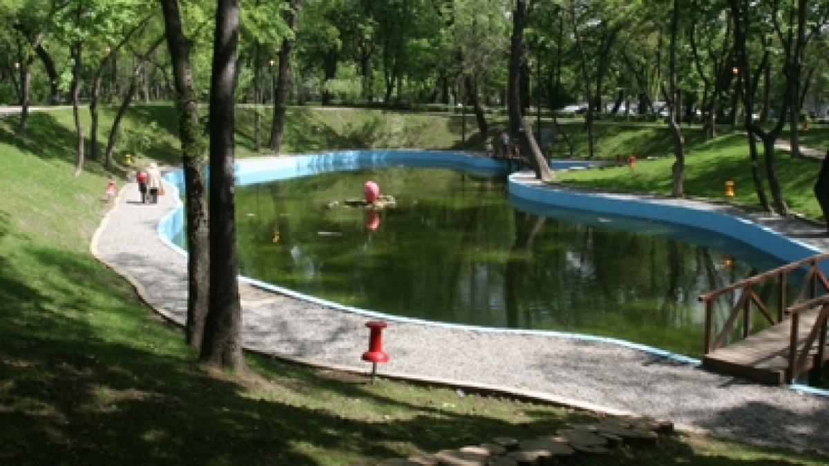 Tăierea copacilor, plătită scump