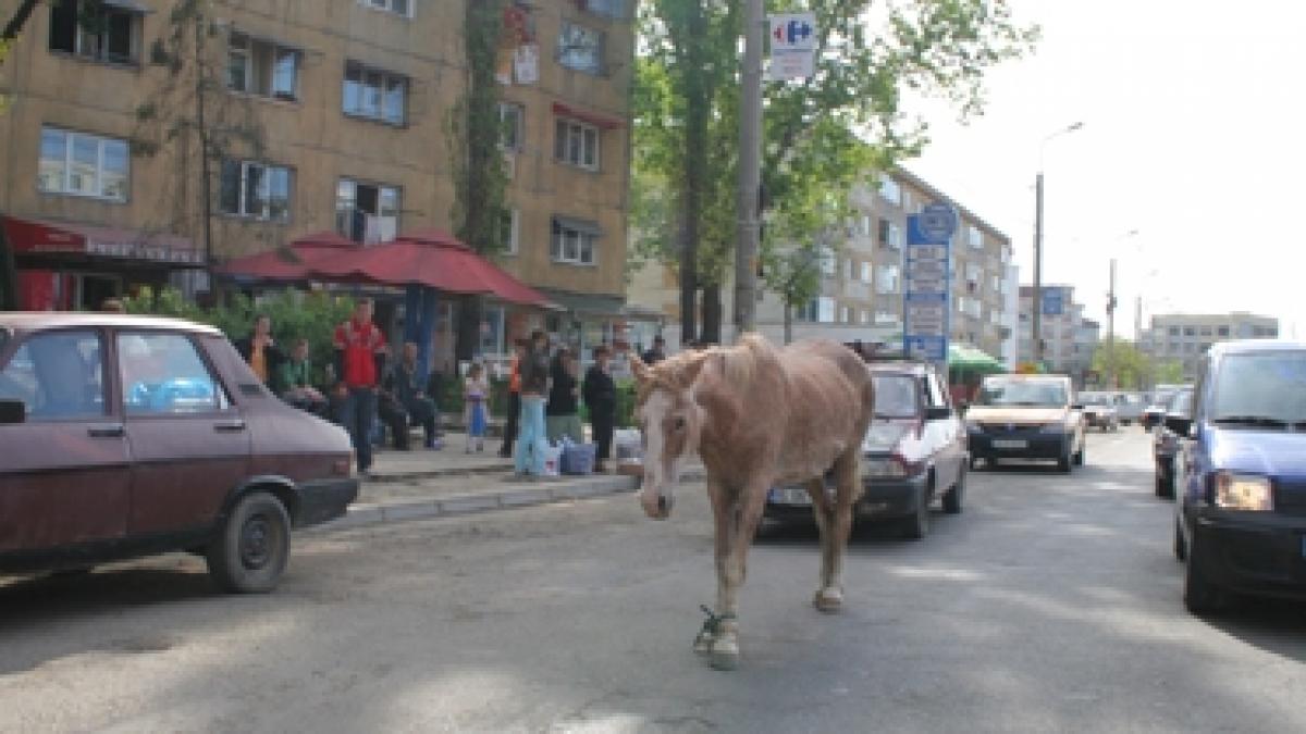 Iaşi, ia şi rabdă!
