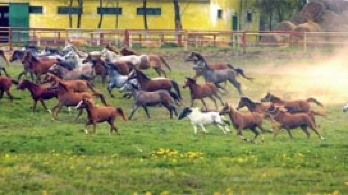 Echitaţie la malul mării