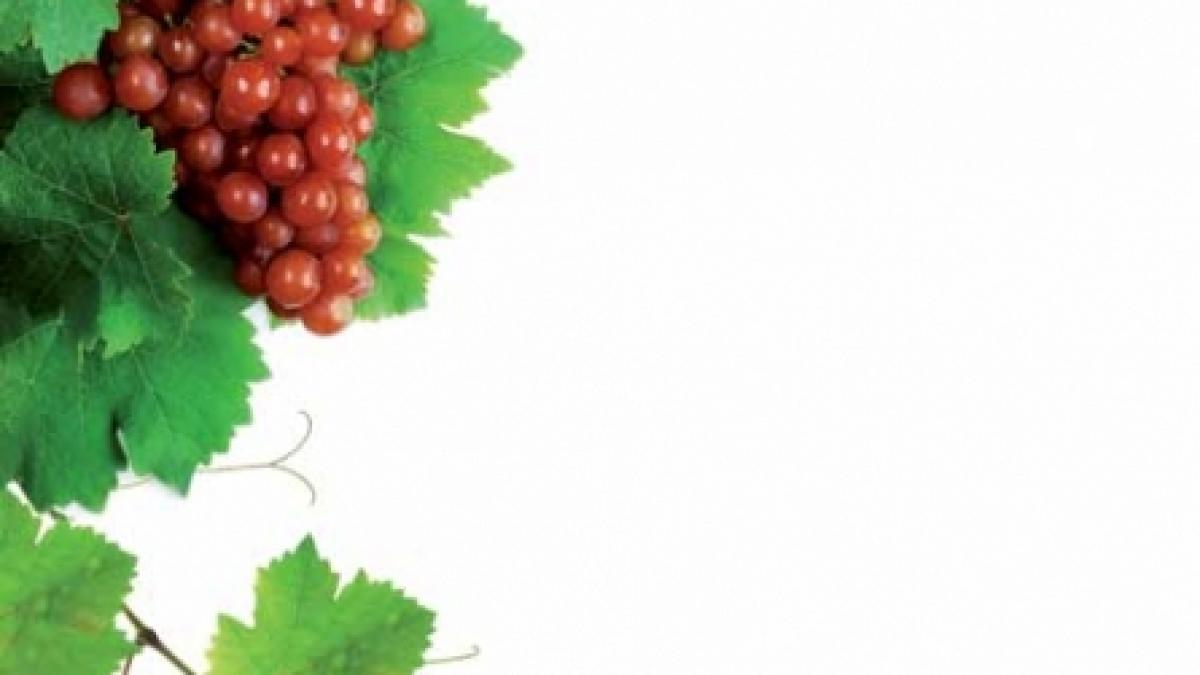 Strugurii previn bolile vasculare