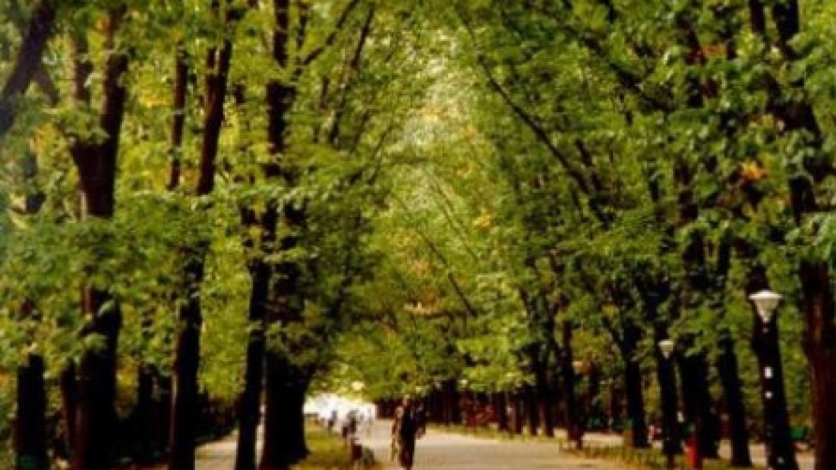Aniversare post-mortem: Michael Jackson dă numele unei alei în Bucureşti