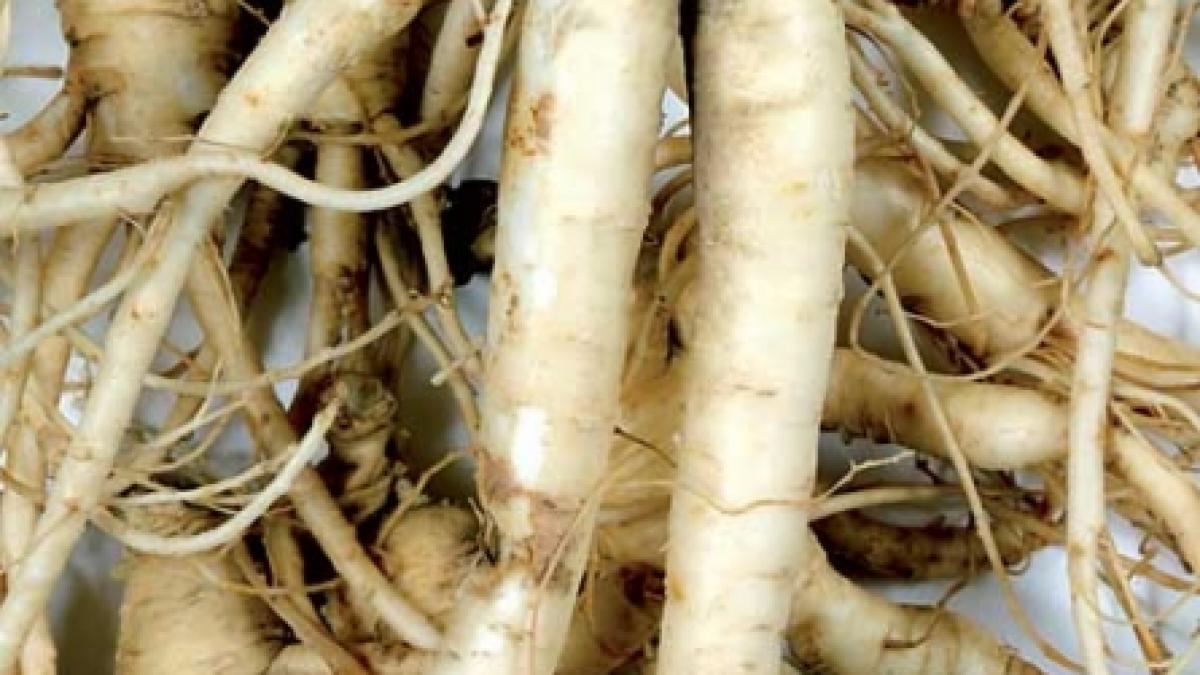Ginsengul: energizant natural