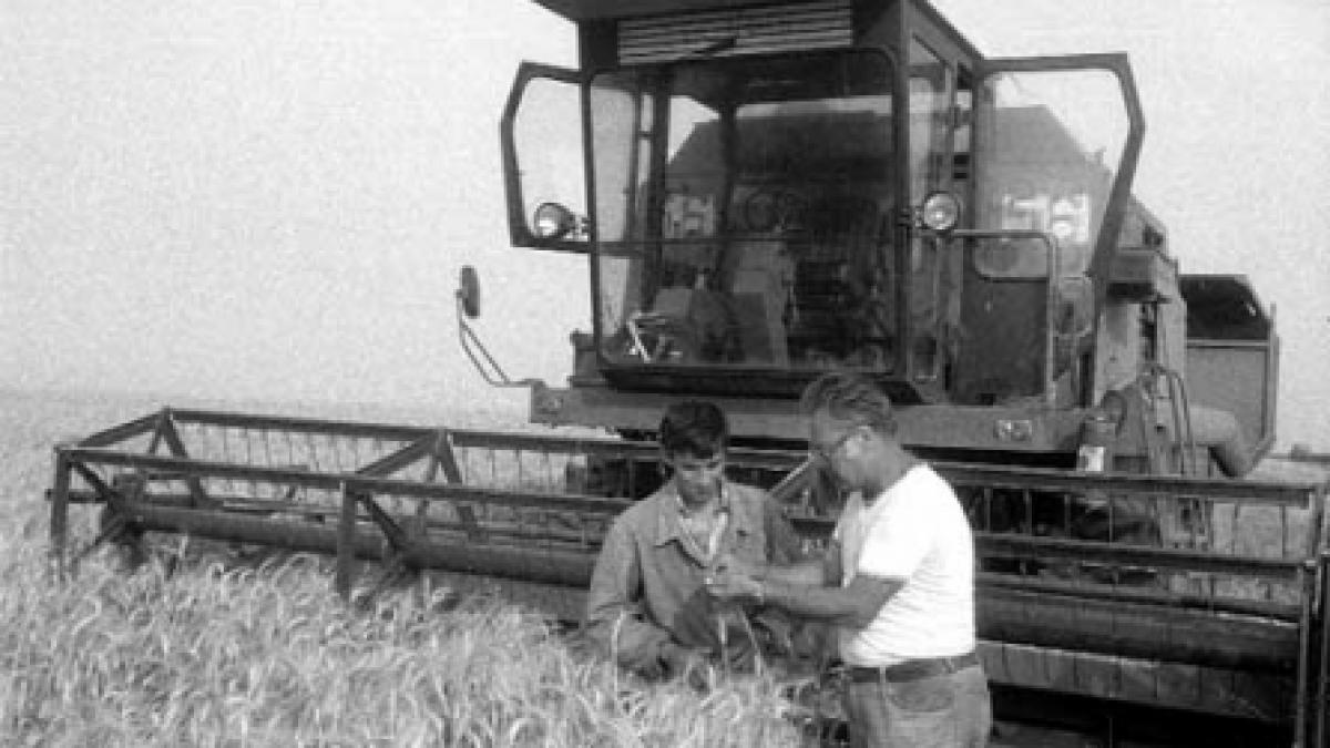 Cât grâu la hectar s-a produs în vara lui ’89?