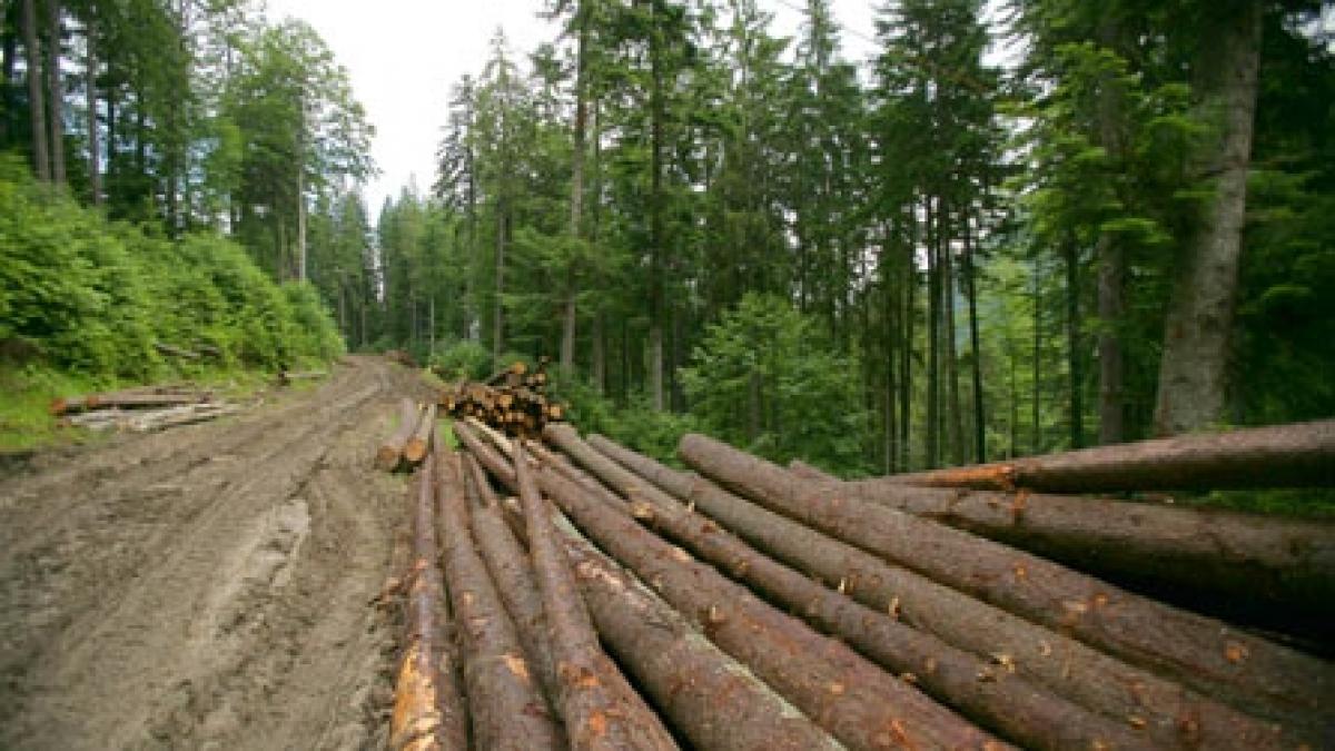 Pădurari de Neamţ, patroni peste pădure