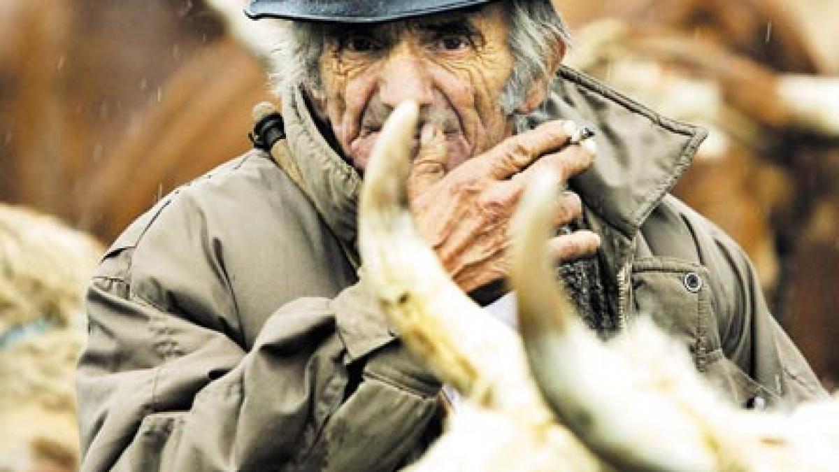 Oborul motzilor