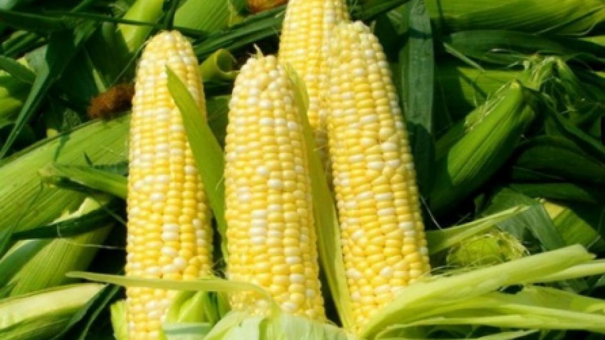 În trei ani, fermierii români au cultivat 44.000 de tone de porumb modificat genetic