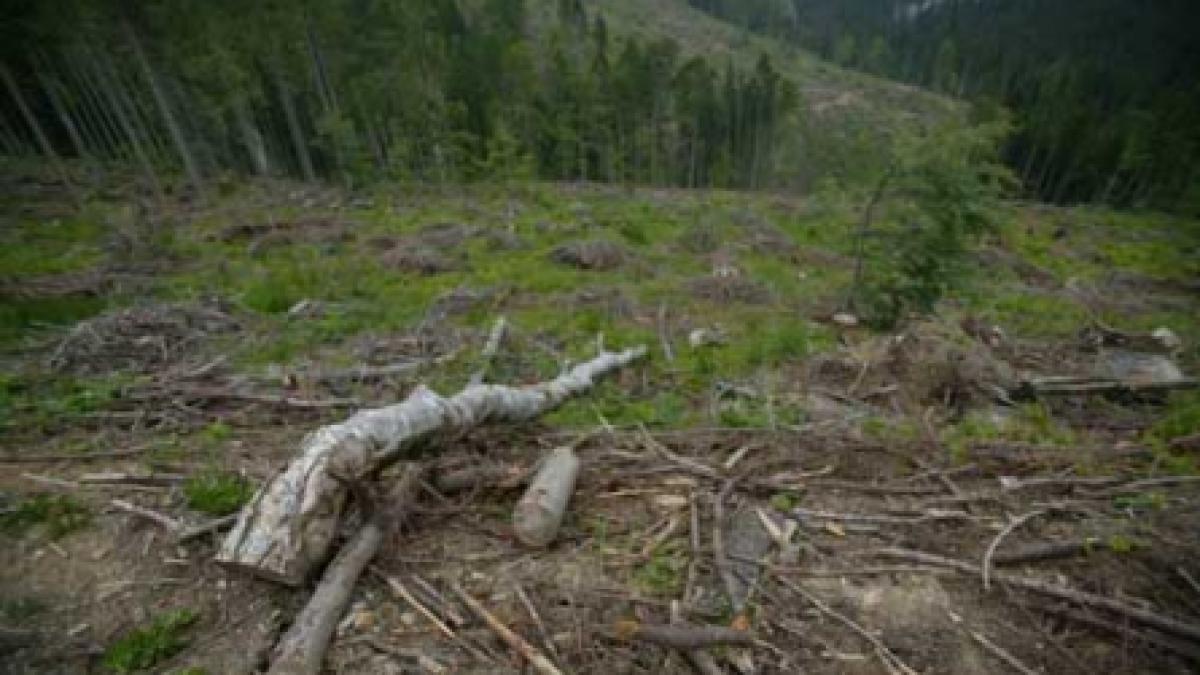 80.000 de hectare de teren au fost defrişate