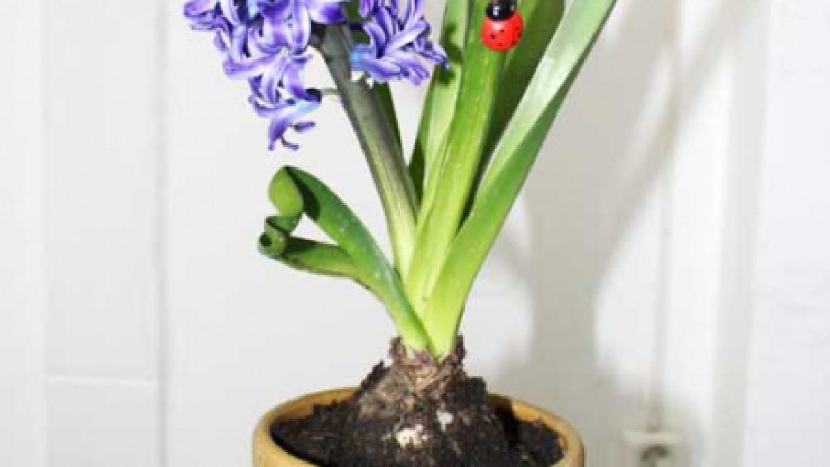 Plante de apartament primăvăratice