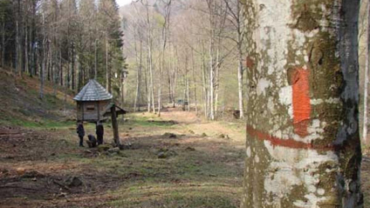 Pe urmele urşilor, înaintea vânătorilor