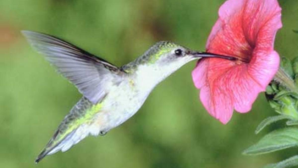 Curiozităţi din lumea plantelor