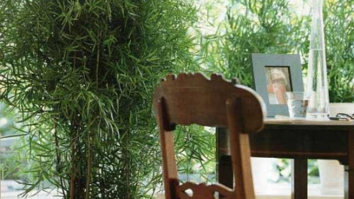 Totul despre udarea corectă a plantelor