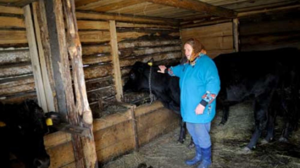 Povestea văcuţei Angus şi a prostiei omeneşti
