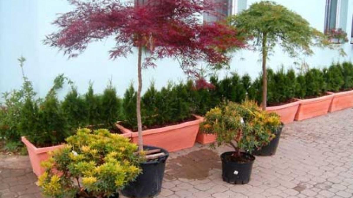 Plantele naturale, soluţii decorative care nu dau niciodată greş 