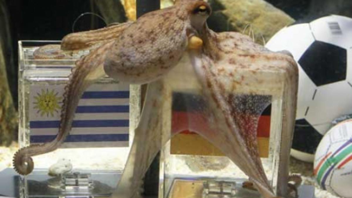 Caracatiţa Paul, mascota Spaniei