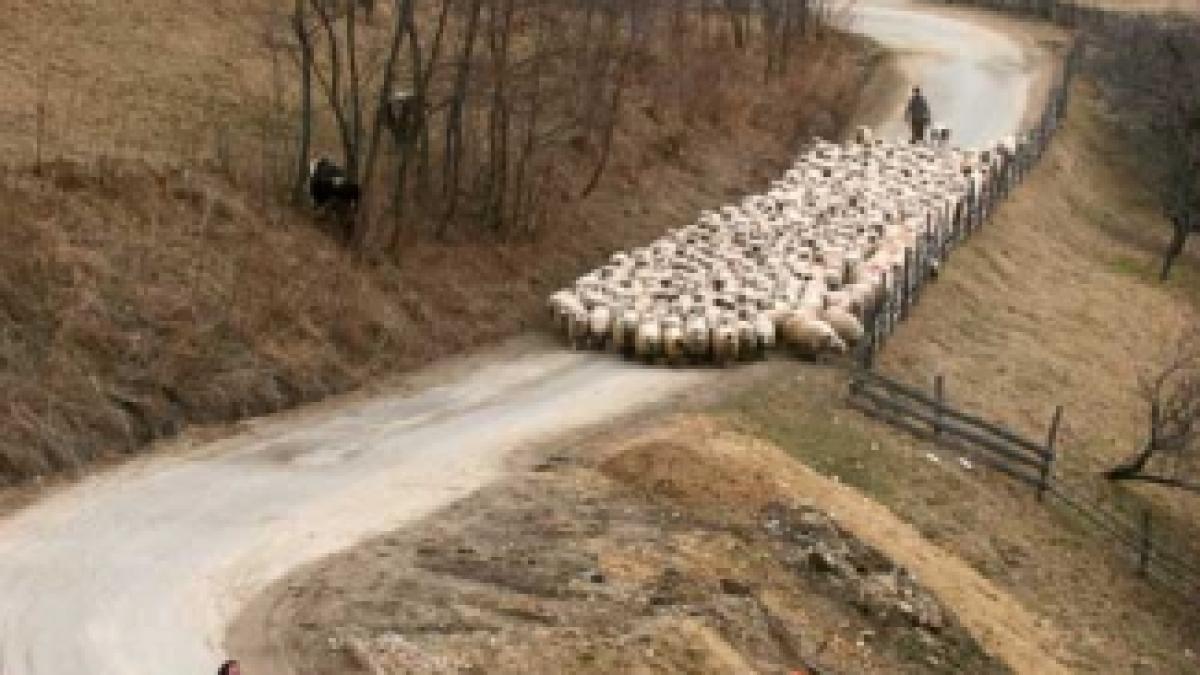 Ţară, ţară, vrem ostaşi!