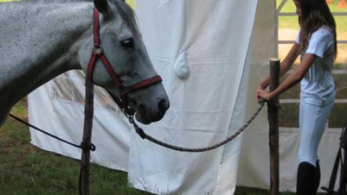 Festivalul Calului