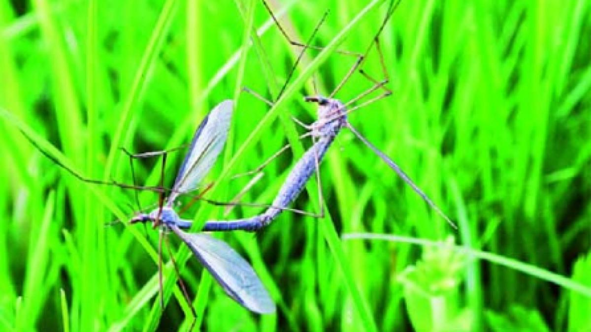 Uleiurile esenţiale calmează insectele