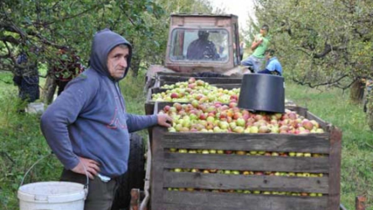Gustul amar al mărului românesc (I)