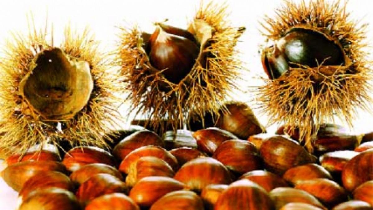 Castanul sălbatic calmează durerile reumatice