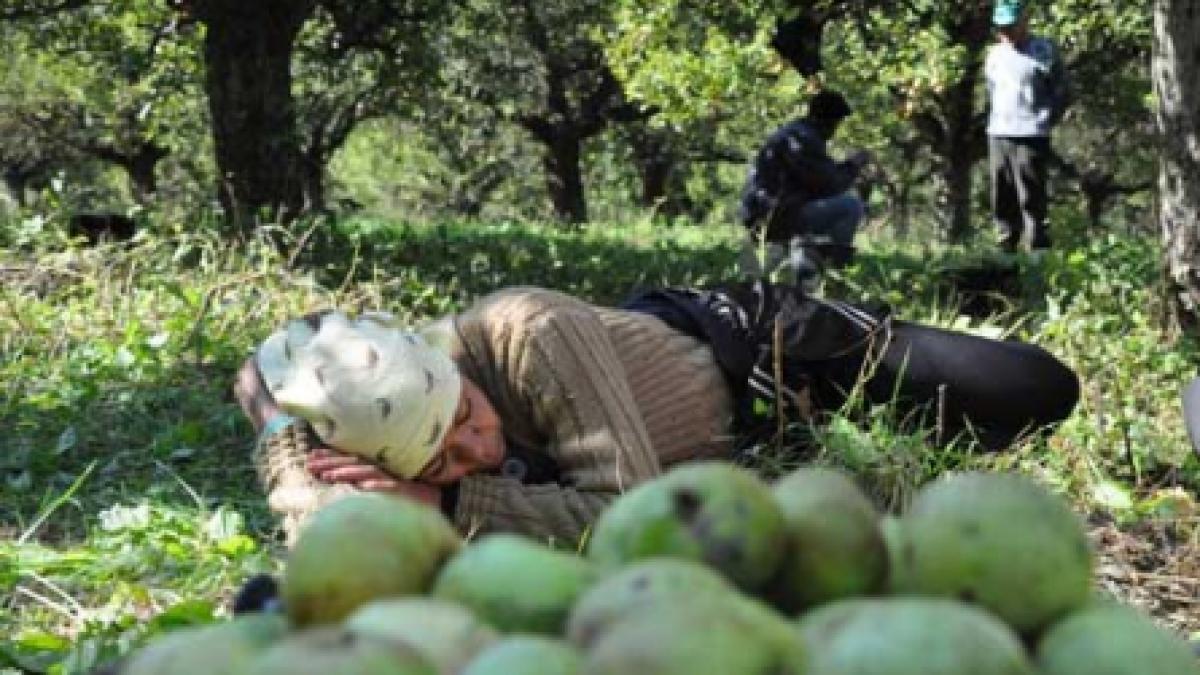 Gustul amar al mărului românesc (3)