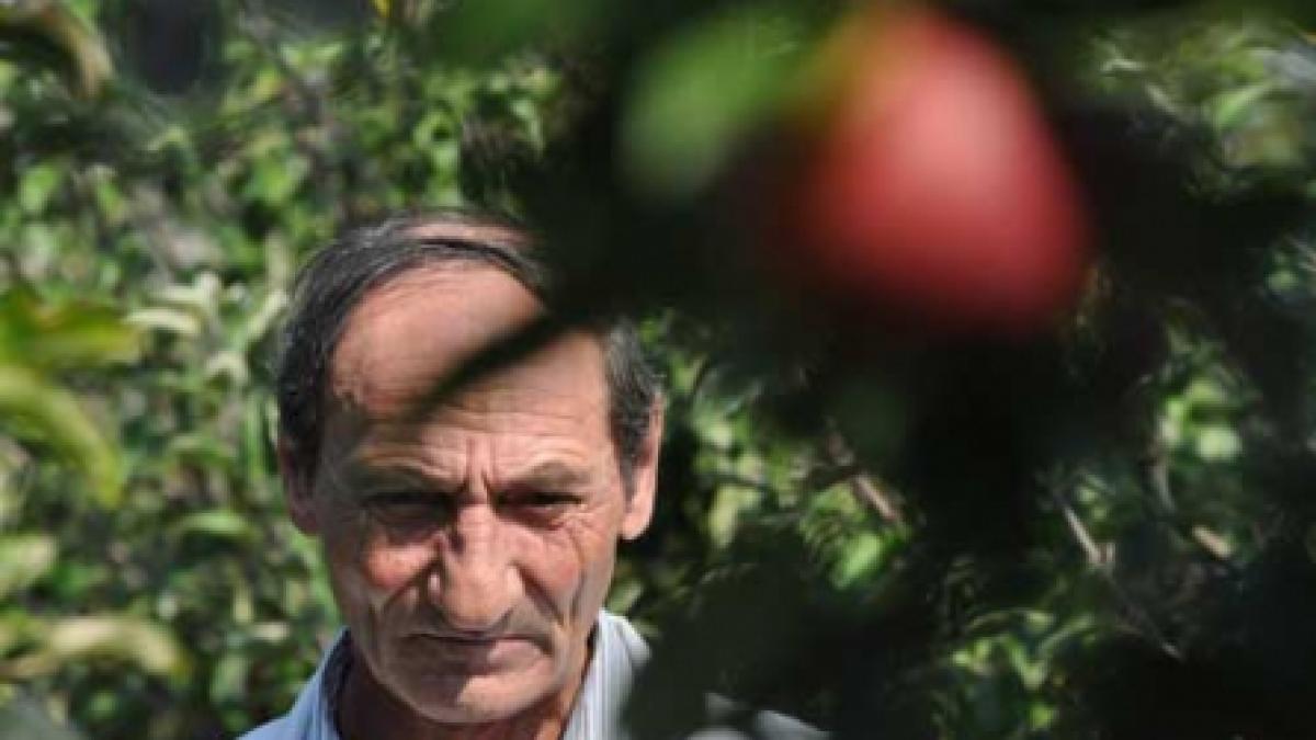 Gustul amar al mărului românesc (5)