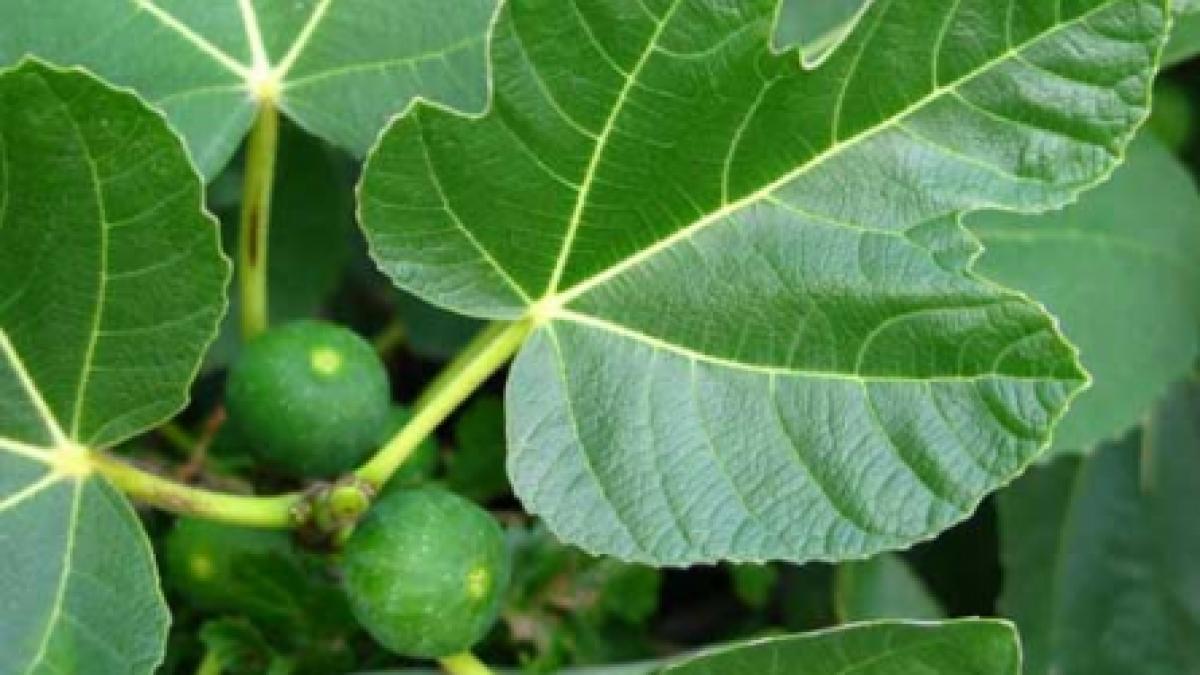 Tusea tace cu infuzie de smochine