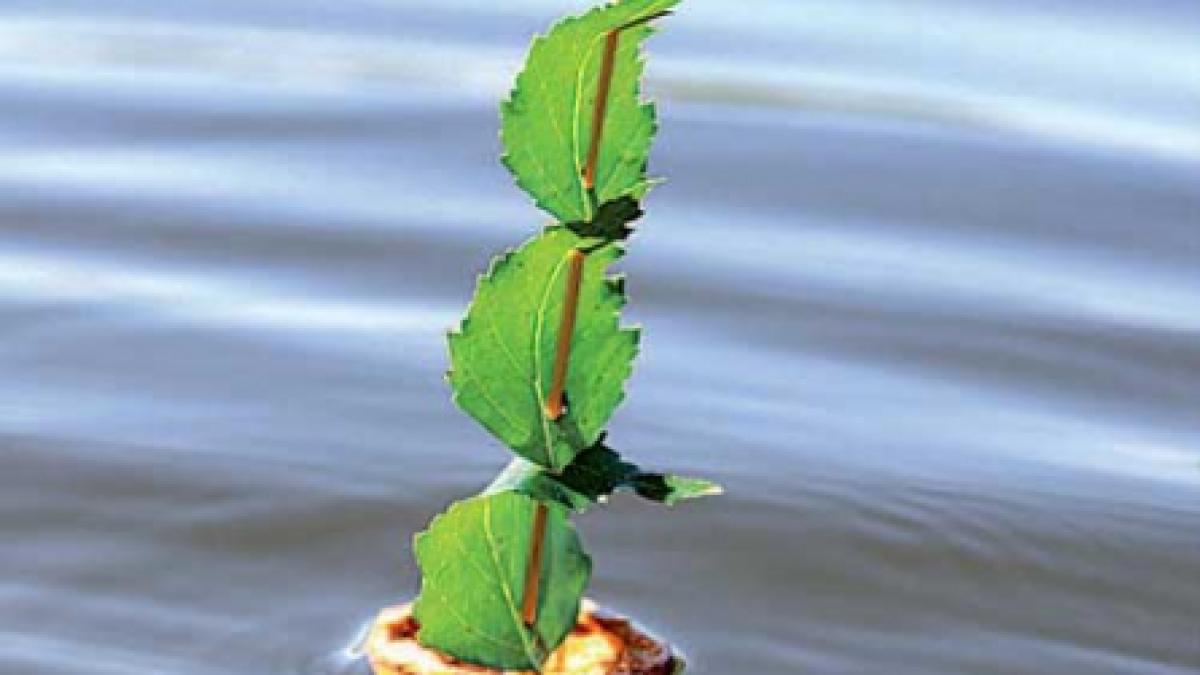 Reumatismul tratat cu băi de plante