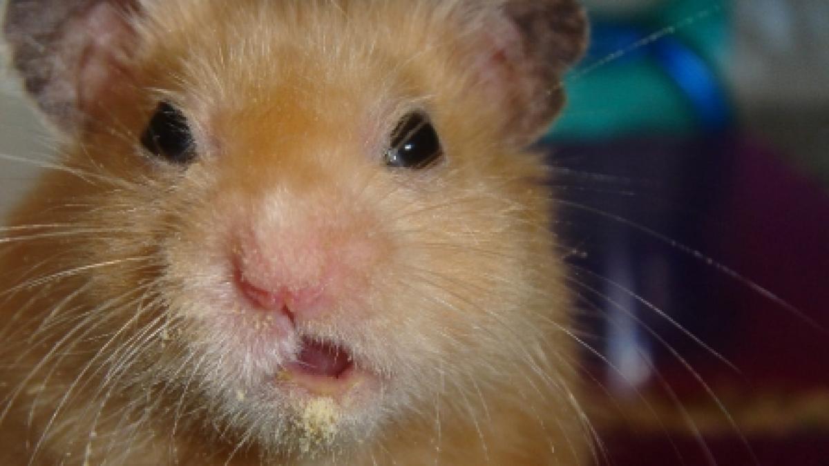 La Ruşi, hamsterii atacă