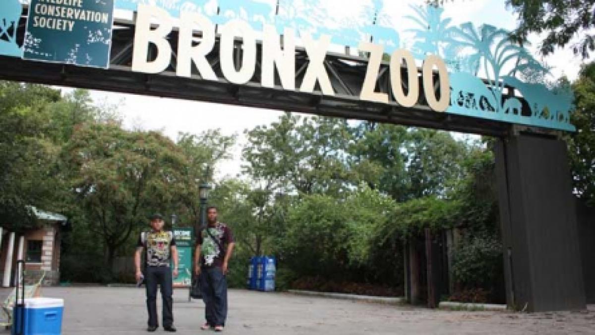 Fiarele din Bronx