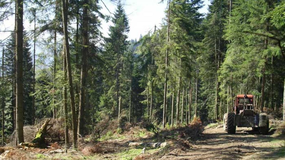 Ceahlăul, păgubit de 33 de hectare