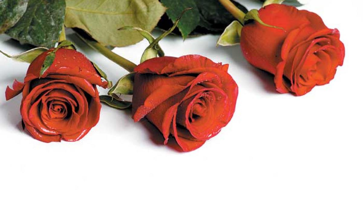 Eco Valentine’s Day!