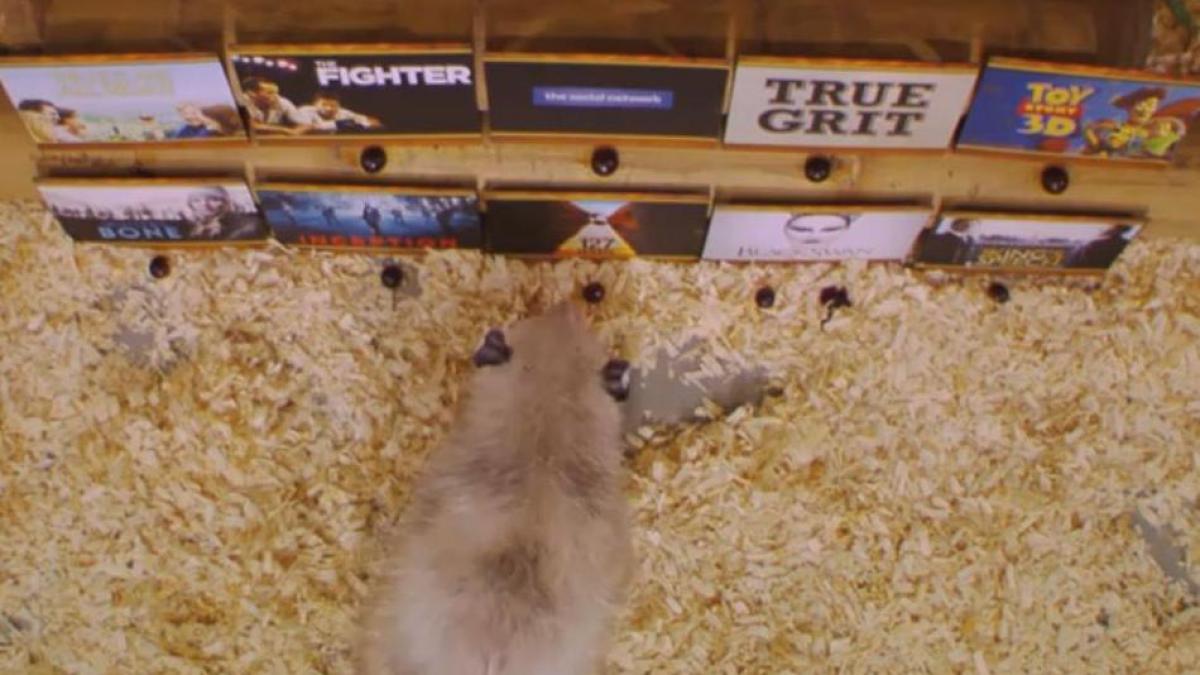 Oposumul saşiu Heidi a prezis greşit doar filmul câştigător (Video)