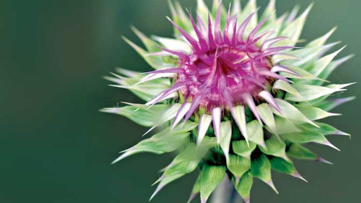 Armurariul reduce toxicitatea citostaticelor
