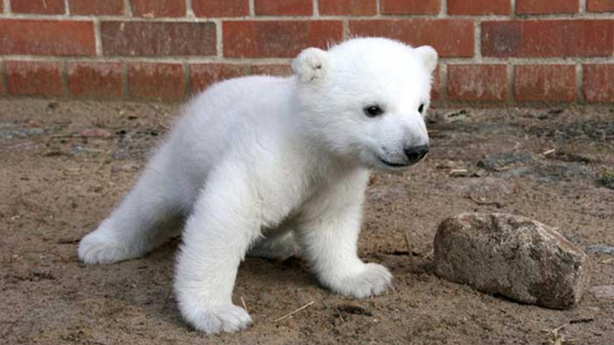 Ursuleţul Knut a murit