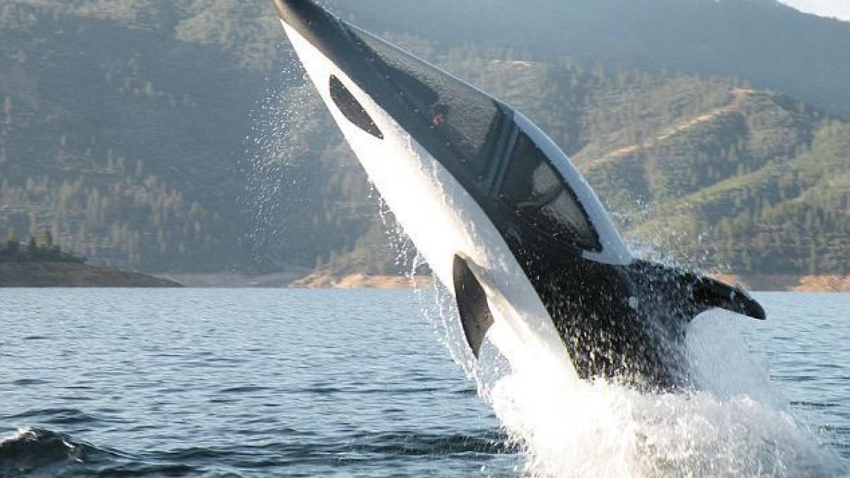 Video: Seabreacher X, submarinul agil ca un delfin!