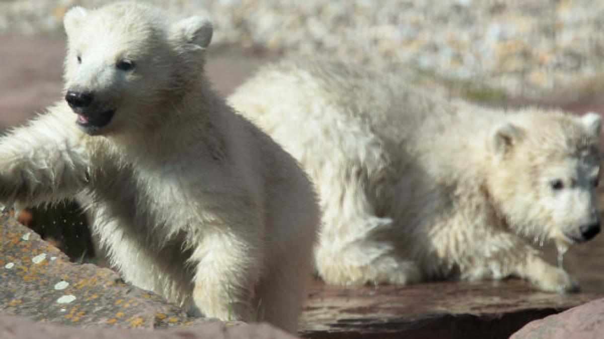 Knut a murit, trăiască Gregor şi Aleut