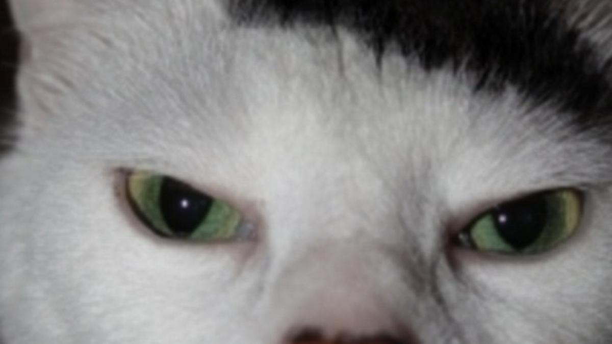 Hitler-pisicile, sau felinele care seamănă izbitor cu dictatorul german