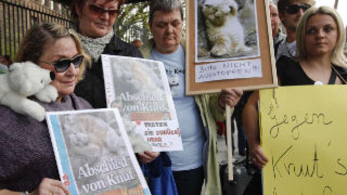 Manifestaţii contra împăierii ursului Knut