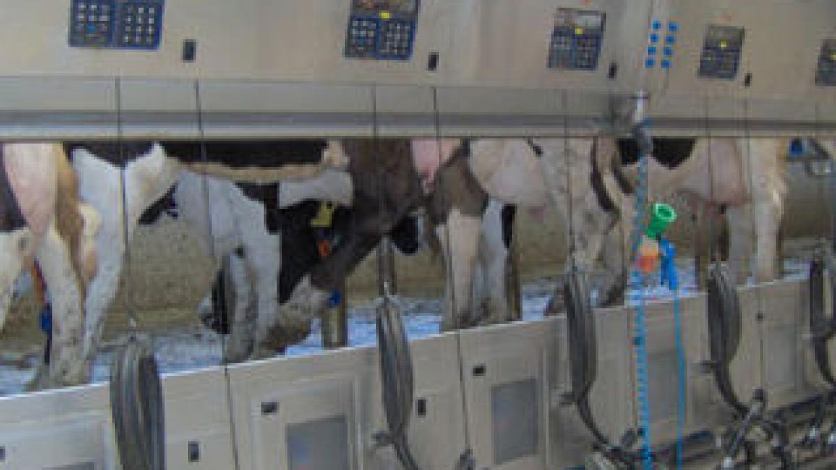 Vaci modificate genetic pentru producţia de lapte matern