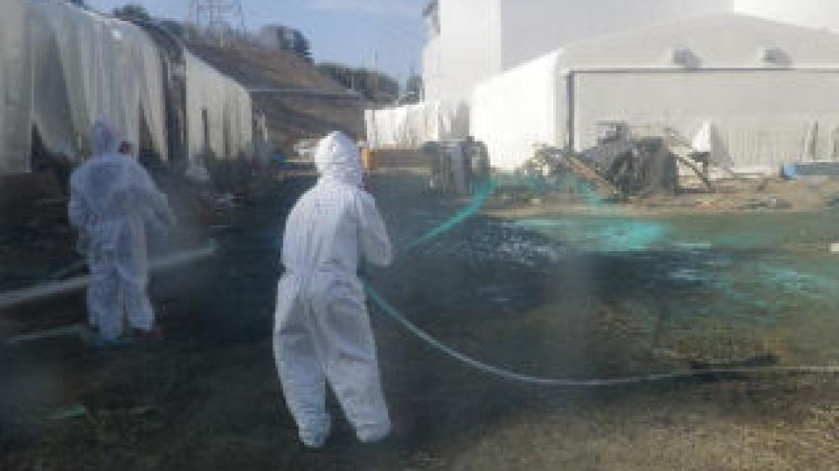 Disperare la Fukushima: Crăpăturile sunt astupate cu rumeguş şi ziare