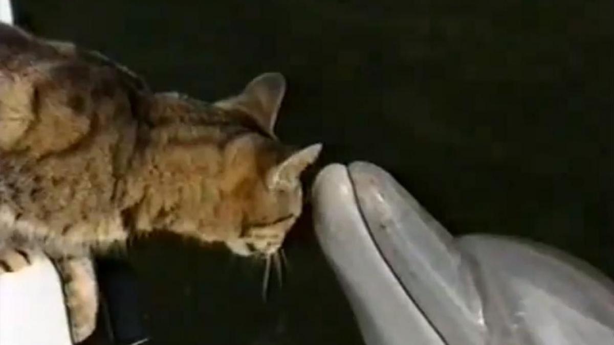Fără limite! O pisică iubeşte un delfin (Video)