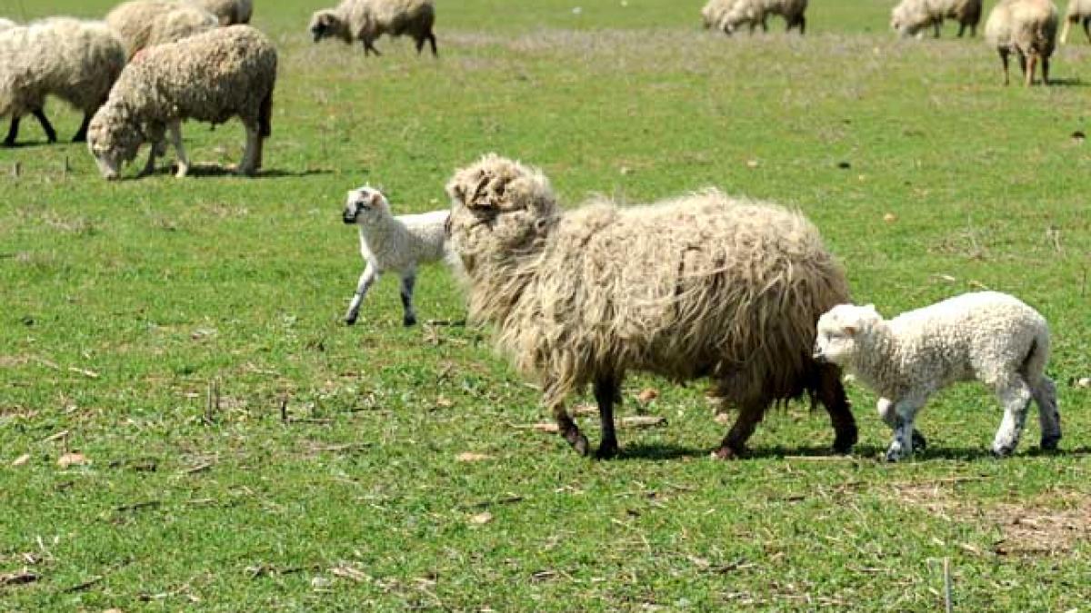 Cozonacul şi carnea de miel s-au scumpit