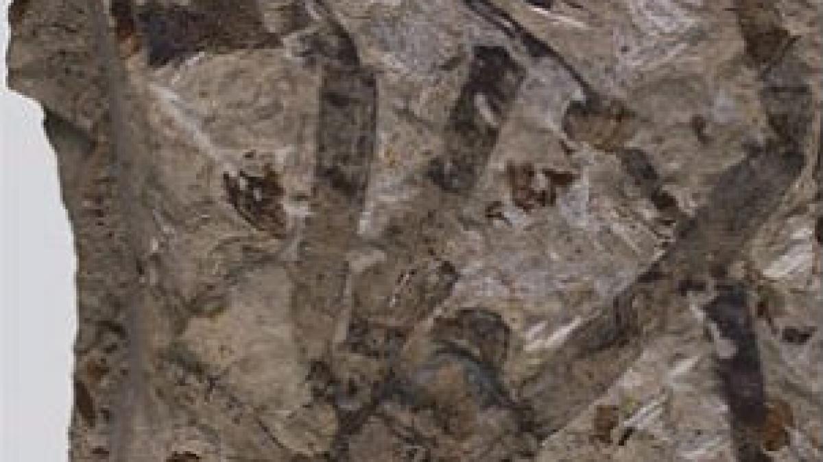 Păianjen conservat perfect timp de 165 de milioane de ani