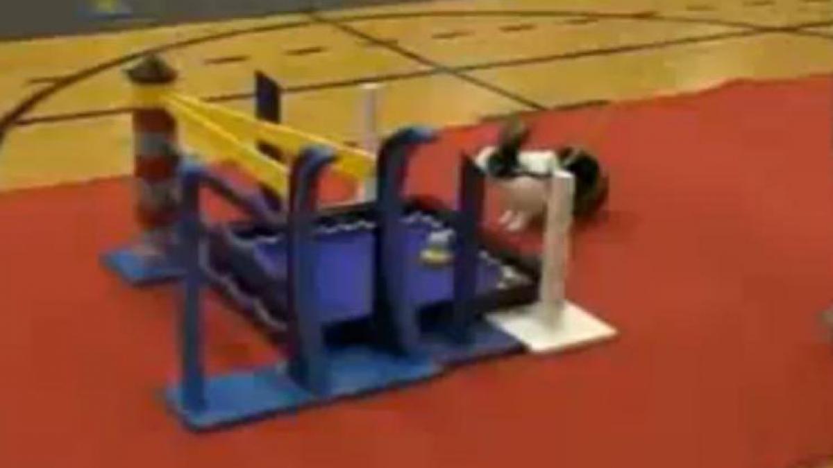 Curse cu obstacole pentru...iepuri (Video)