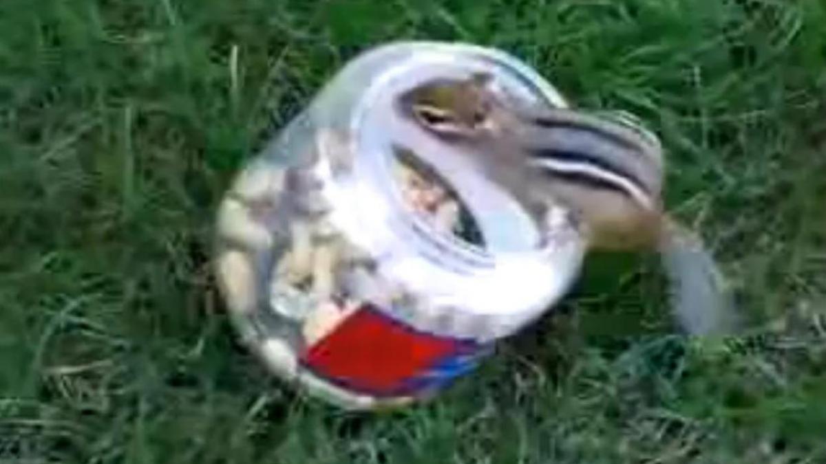 Veveriţa Houdini, ba e, ba nu e! (Video)