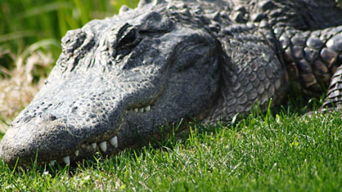 Un aligator muşcă dintr-o maşină de poliţie - video