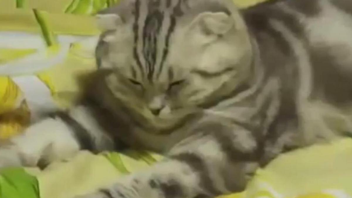 Pisica vs. somn, câştigător somnul, cu o viteză incredibilă (Video)